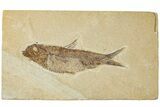 Detailed Fossil Fish (Knightia) - Wyoming #227445-1